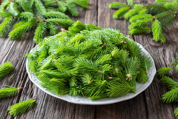 Spruce tips collected to prepare spruce syrup