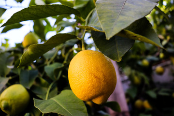 Limon