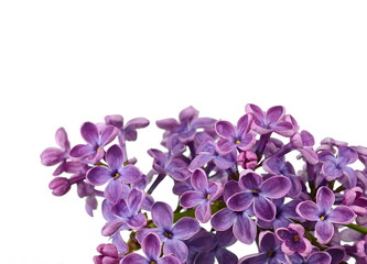 Fototapeta na wymiar Branch with lilac flowers isolated on white background. Blossoming Syringa vulgaris. 