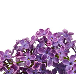 Branch with lilac flowers isolated on white background. Blossoming Syringa vulgaris. 