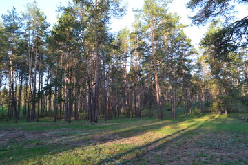morning in the forest