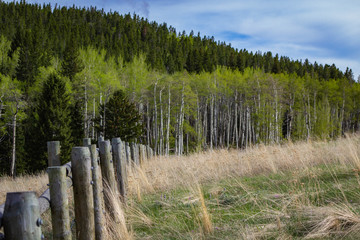 Fence in tall grass