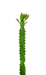 Euphorbia trigona isolated on white background. succulent milkweed spurge plant isolated on white...
