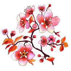 watercolor  flowers blossom branch plum tree on white background, sakura