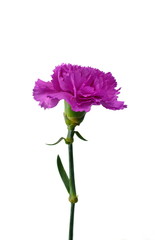 Beautiful pink carnation flower isolated on white background. Flower head.