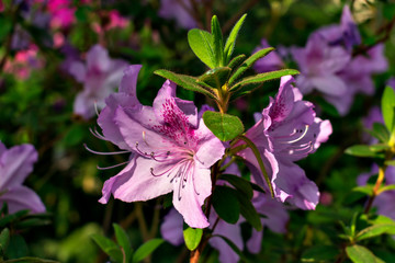 The violet flowers of Indian azalea in bloom