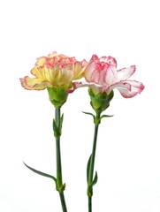 Beautiful bouquet of carnation and roses flower isolated on white background. 