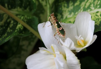 Creobroter nebulosa mantis on white colors