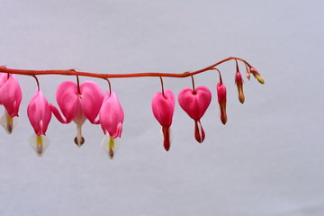 Bleeding heart, Lamprocapnos spectabilis, in spring. 