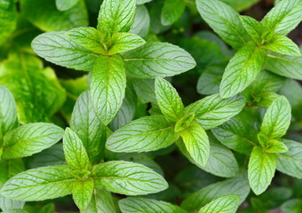 Mint plant grow at vegetable garden.