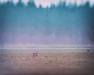 Roe deer in meadow at edge of forest.