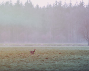 Roe deer in meadow at edge of pine forest looking towards camera.
