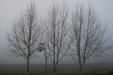 Árvores Secas na neblina