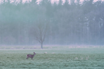 Obraz na płótnie Canvas Roe deer in meadow at edge of pine forest looking aside.
