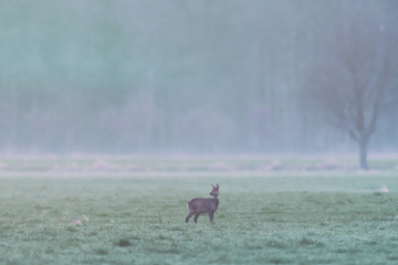 Roe deer in meadow at edge of pine forest looking aside.