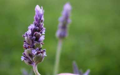 Obraz premium Lavanda