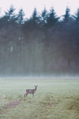 Roe deer in misty meadow at edge of pine forest.