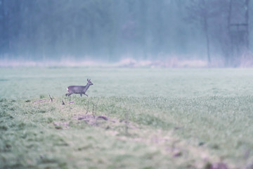 Obraz na płótnie Canvas Roe deer walking in misty meadow at dawn. Side view.