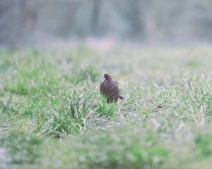 Female pheasant in meadow at dawn.