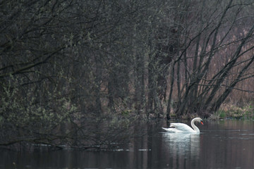 Mute swan floating near trees in a lake.