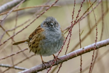 A dunnock bird (Prunella modularis) perching on a branch. The bird has brown and grey feathers, and is looking at the camera.