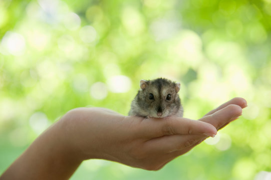 Portrait of hamster crouching in woman's cupped hand