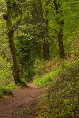 A leafy red gravel path through a bright green forest