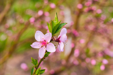 A flowering peach tree on a sunny day. Selective focus. Peach blooming closeup on a tree in the...
