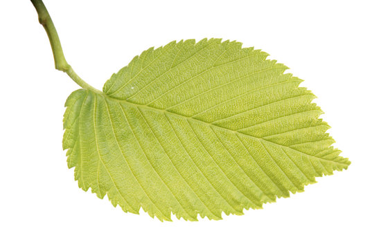 Green leaf of Ulmus laevis or European white elm close-up isolated on white background