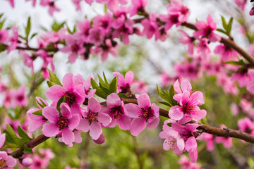 Fototapeta premium Peach blooming closeup on a tree in the garden. A flowering peach tree on a sunny day in the background. Selective focus.