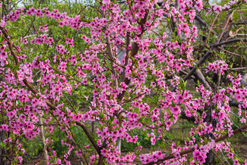 Closeup of peach blossom In full bloom. Peach blooming closeup on a tree in the garden. Beautiful pink peach blossom on green garden.