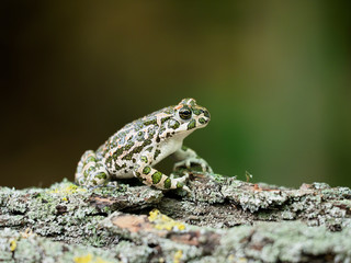 European green toad, Bufo viridis