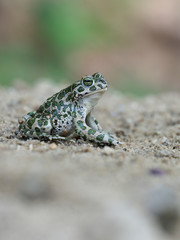 European green toad, Bufo viridis