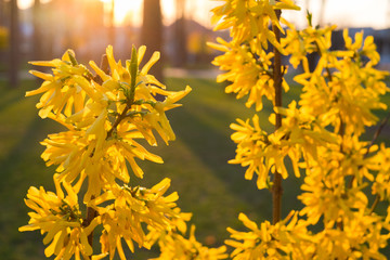 Forsythia is an ornamental deciduous shrub with yellow flower in backlit. Garden plant.