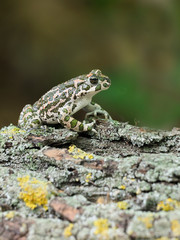 European green toad, Bufo viridis