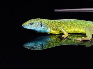European green lizard, Lacerta viridis