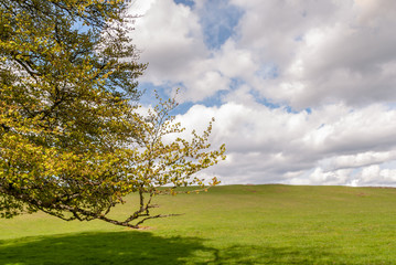 A green field with trees and a warm blue sky with white clouds