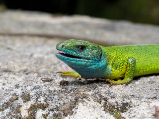 European green lizard, Lacerta viridis
