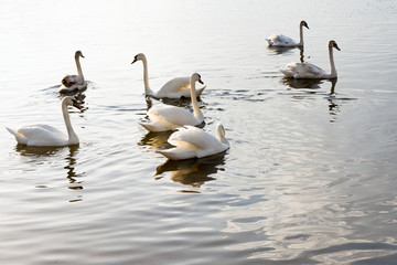 a group of swans are floating on the water in windy weather