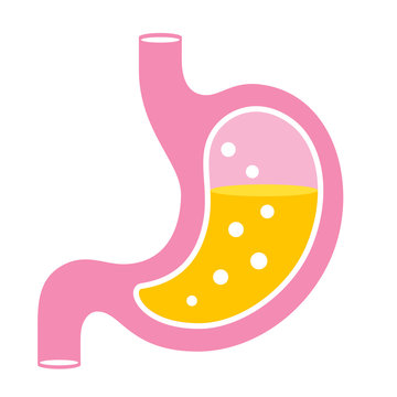 Human Stomach Organ Vector Icon