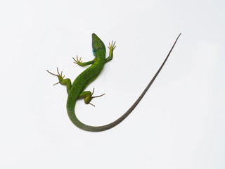European green lizard, Lacerta viridis