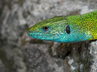 European green lizard, Lacerta viridis
