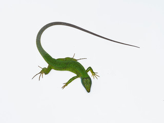 European green lizard, Lacerta viridis