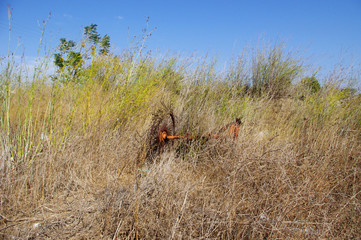 Landscape high grass