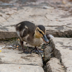Baby Mallard Ducklings Feeding on the Waters Edge
