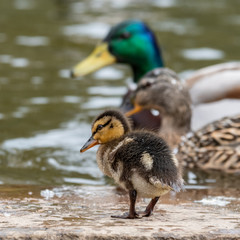 Baby Mallard Ducklings Feeding on the Waters Edge