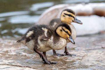 Baby Mallard Ducklings Feeding on the Waters Edge