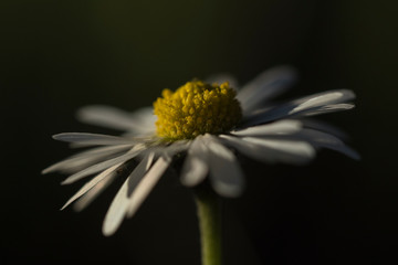 Obraz premium Pâquerette