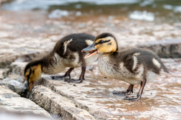 Baby Mallard Ducklings Feeding on the Waters Edge