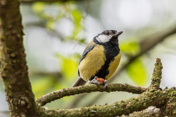Great Tit Perched on a Tree branch Holding a Nut